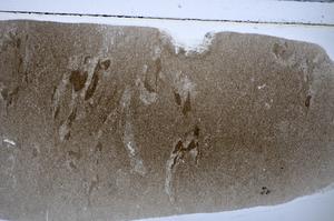 Plane Polarized, E48319