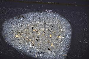 Cross Polarized, E48434/A