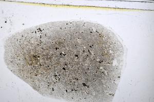 Plane Polarized, E48434/A