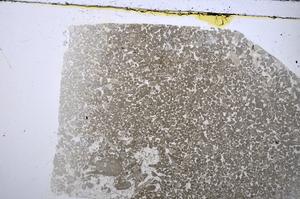 Plane Polarized, E48562