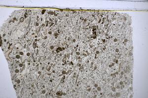 Plane Polarized, E48600