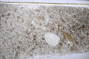 Plane Polarized, E48607