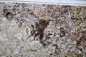 Plane Polarized, E48644