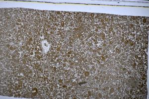 Plane Polarized, E48743