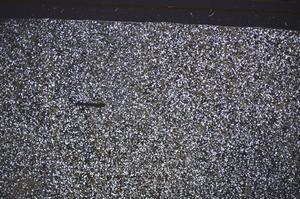 Cross Polarized, E48774