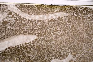 Plane Polarized, E48784