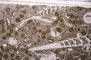 Plane Polarized, E48843