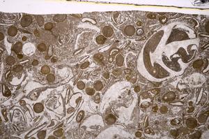 Plane Polarized, E48844