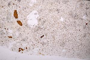 Plane Polarized, E49575/A