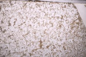 Plane Polarized, E49579/A