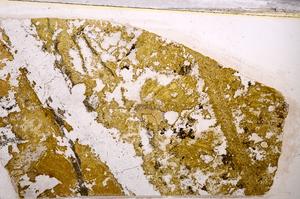 Plane Polarized, E49592/A