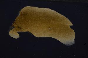 Cross Polarized, E49751