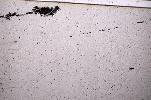 Plane Polarized, E50289