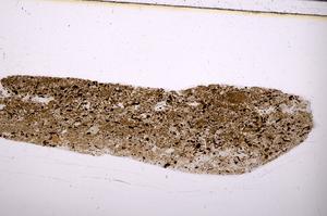 Plane Polarized, E50865/B