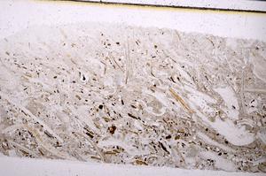 Plane Polarized, E50867/B