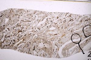 Plane Polarized, E50867/C