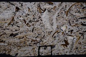 Cross Polarized, E50868/A