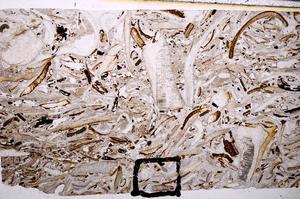 Plane Polarized, E50868/A