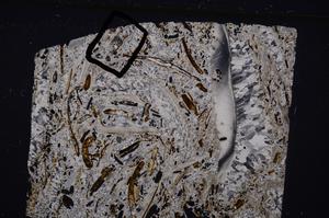 Cross Polarized, E50868/B