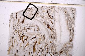 Plane Polarized, E50868/B