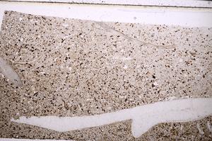 Plane Polarized, E50869/A