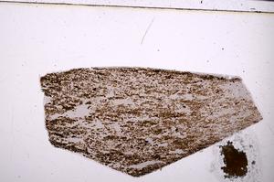 Plane Polarized, E50872/A