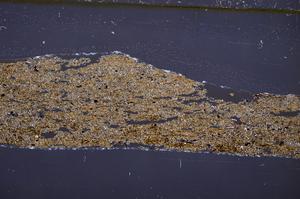 Cross Polarized, E50873/A