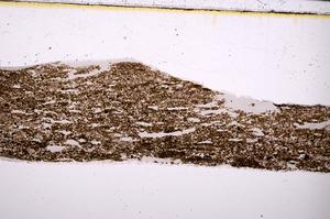 Plane Polarized, E50873/A