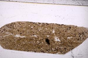 Plane Polarized, E50873/B