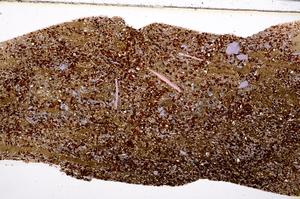 Plane Polarized, E50874/A