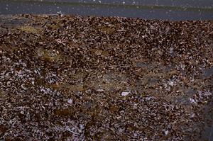 Cross Polarized, E50874/B