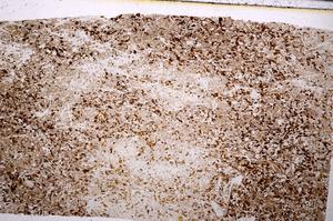 Plane Polarized, E50874/C