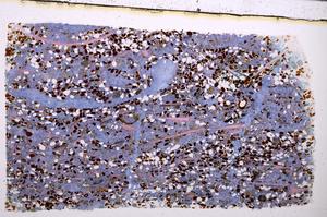 Plane Polarized, E50875/A