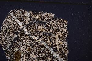 Cross Polarized, E50875/B