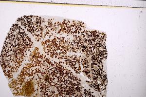 Plane Polarized, E50875/B