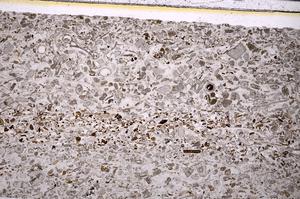 Plane Polarized, E50876/B