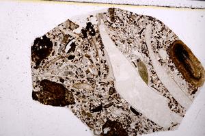 Plane Polarized, E50892/B