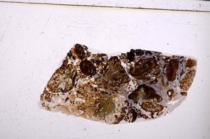 Plane Polarized, E50893/A