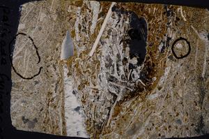 Cross Polarized, E50908/A