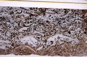 Plane Polarized, E50931/A