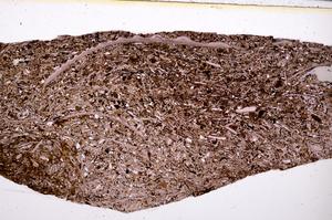 Plane Polarized, E50931/B