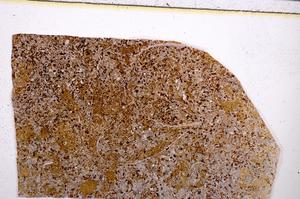Plane Polarized, E50939/A
