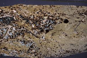 Cross Polarized, E50949/A