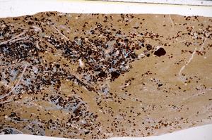 Plane Polarized, E50949/A