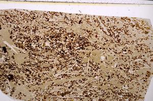 Plane Polarized, E50949/B