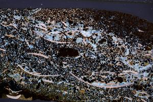 Cross Polarized, E50950