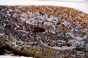 Plane Polarized, E50950