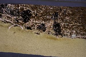 Cross Polarized, E50951/A