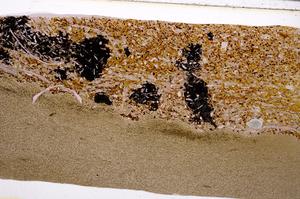 Plane Polarized, E50951/A