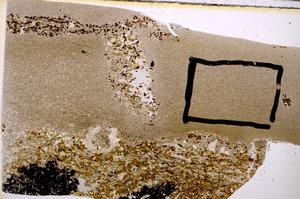 Plane Polarized, E50951/B